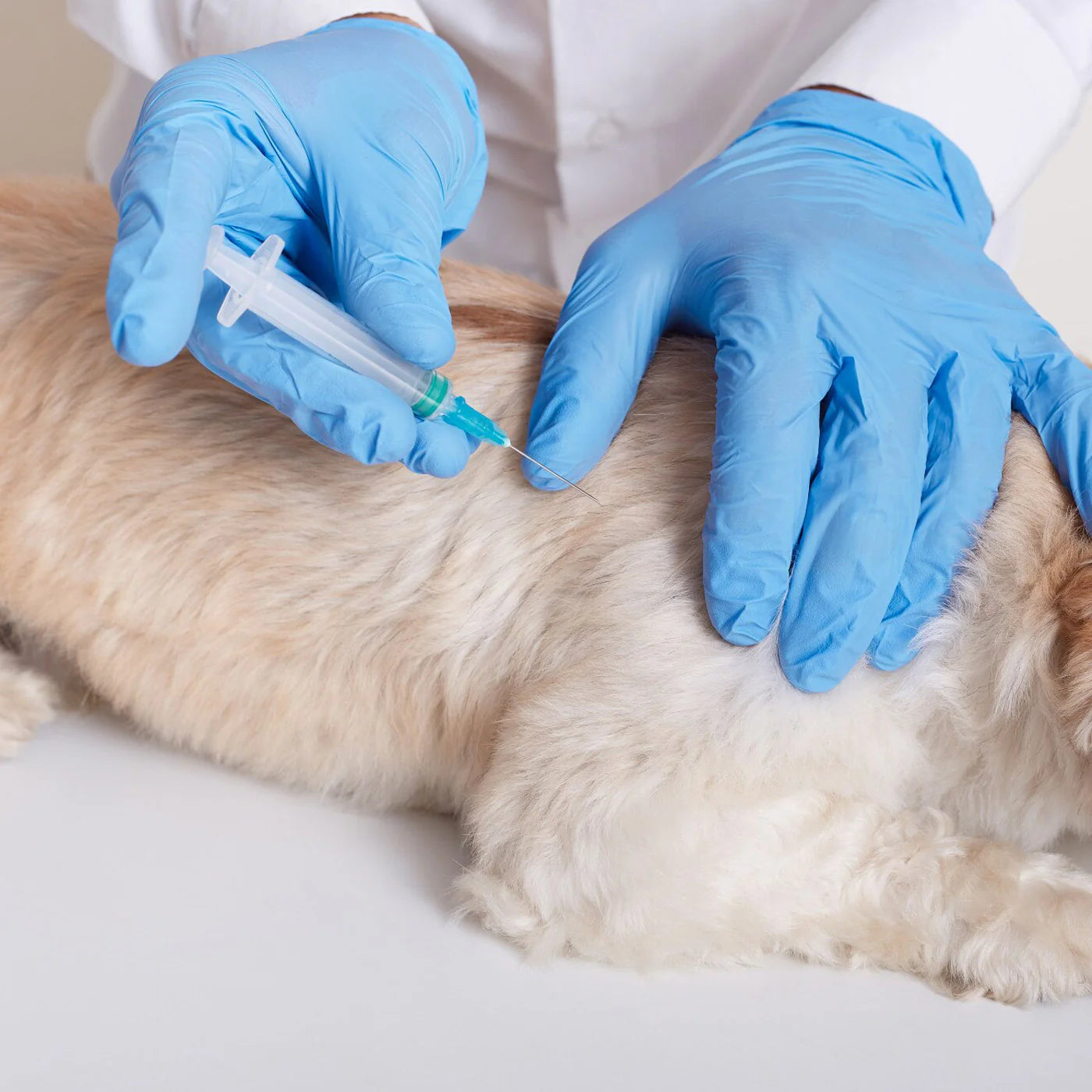 Consulta general veterinaria