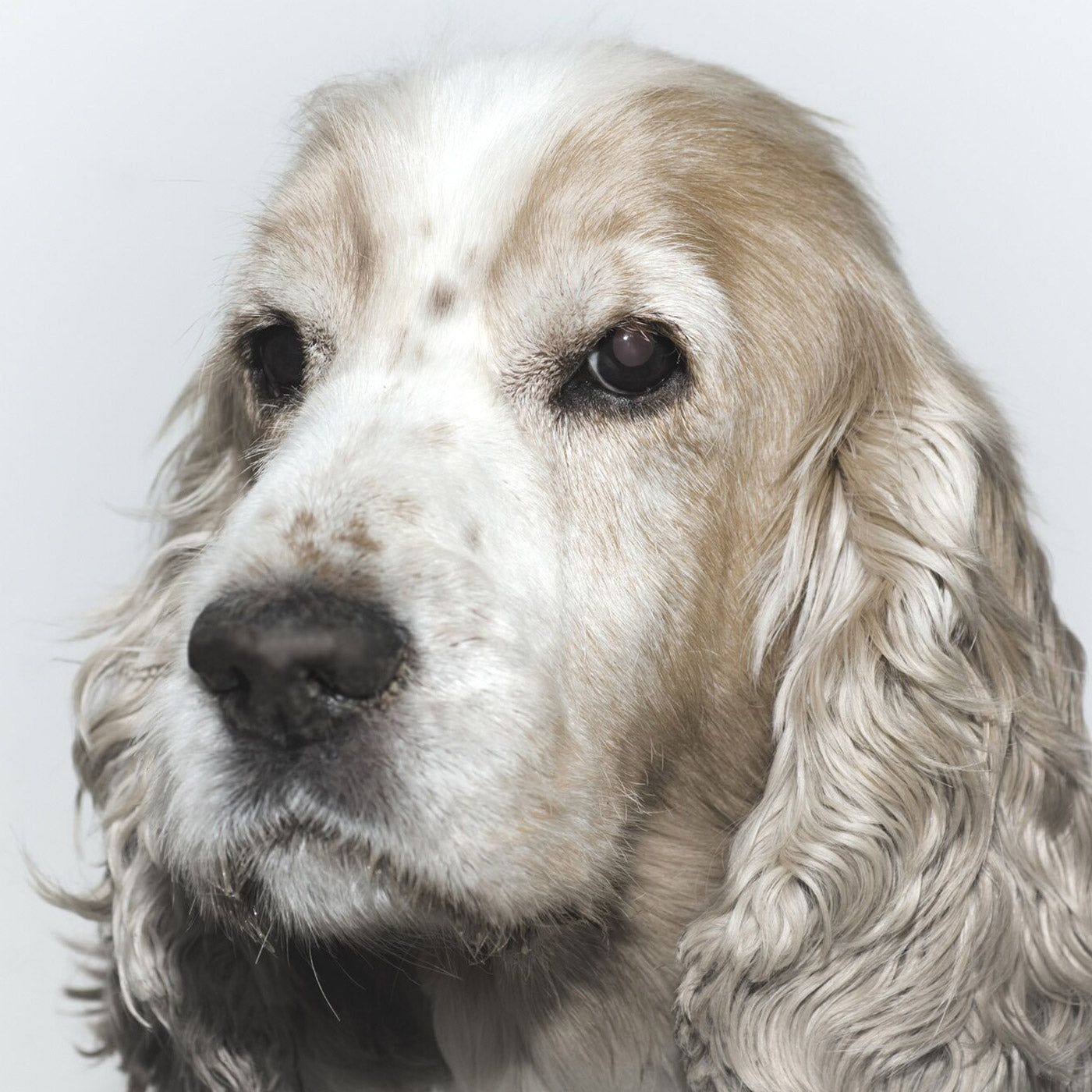Consulta general veterinaria