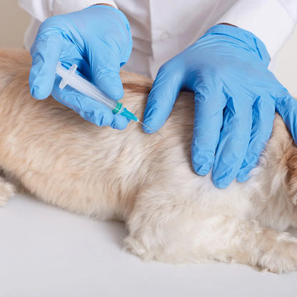 Consulta general veterinaria